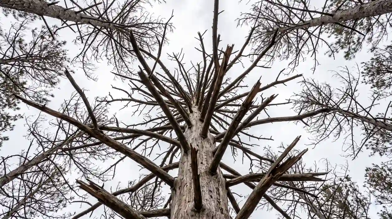 Signs of a Dead Tree
