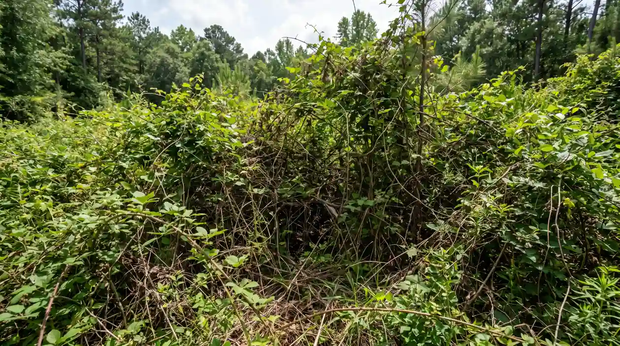 Overgrown Land Problem